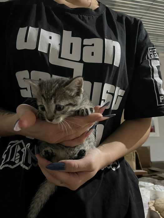 Котята в добрые руки