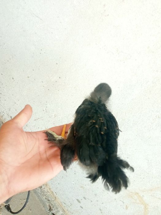 Jo'jalar Жужалар sotiladi