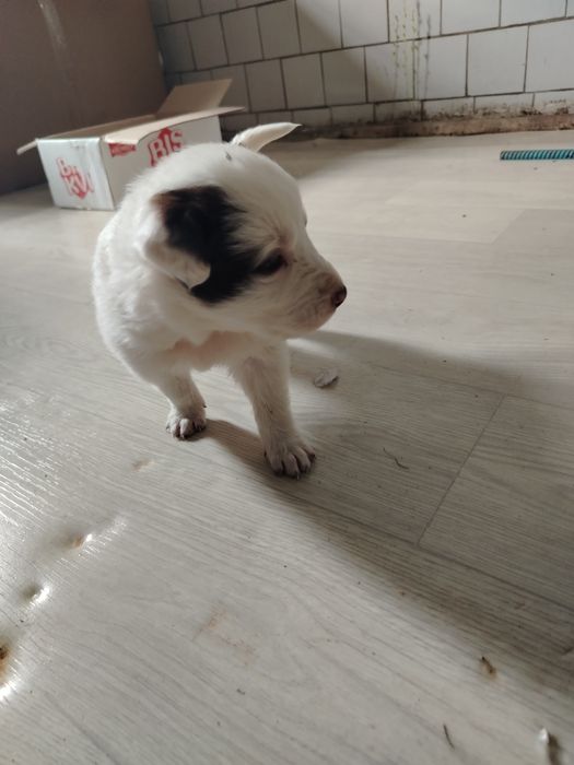 Chuponski it urg'ochi