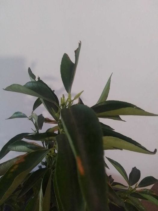 Саженец лимона мейр