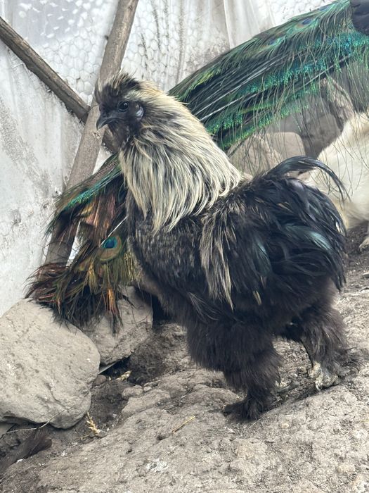 Vand cocos matase japoneza