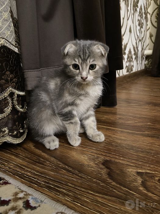 Scottish Fold kulrang mushukcha 600ming kelwamz