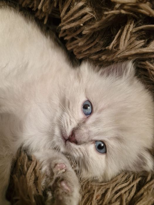 Котёнок 2 месяца