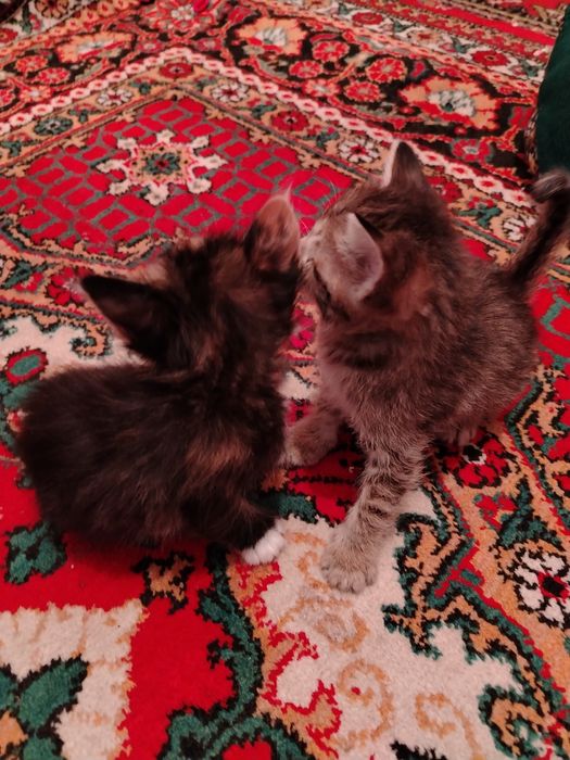 Катята одам бесплатна