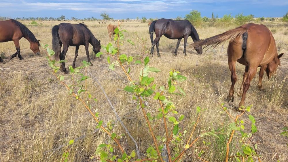 Лошади бараны крс