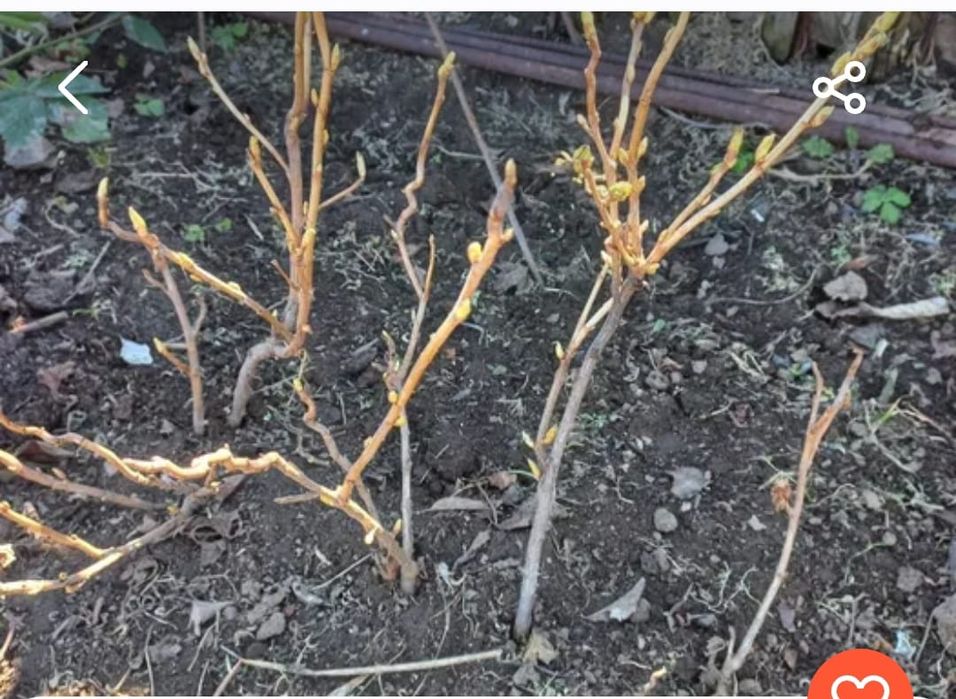 Чёрная смородина 2500 тенге