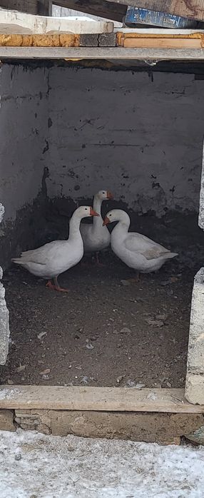 Продаются 5 гуси