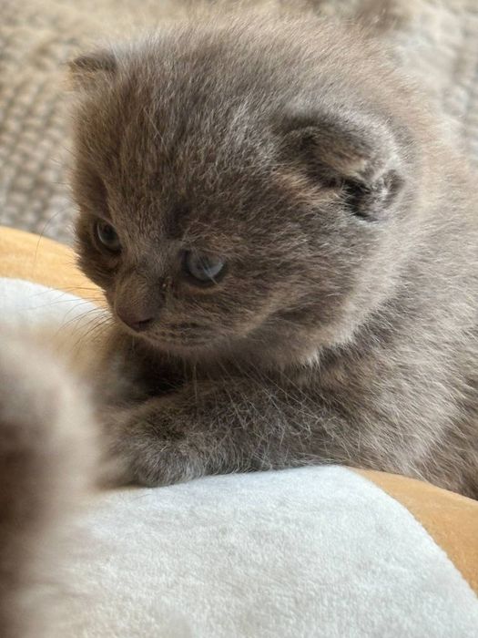 продаются котята скоттиш фолд и страйт. Элитные,породистые