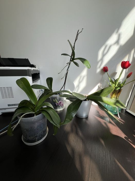 Комнатные цветы орхидея