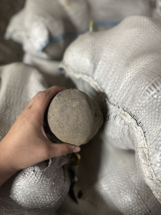 Свёкла прошлогоднего урожая