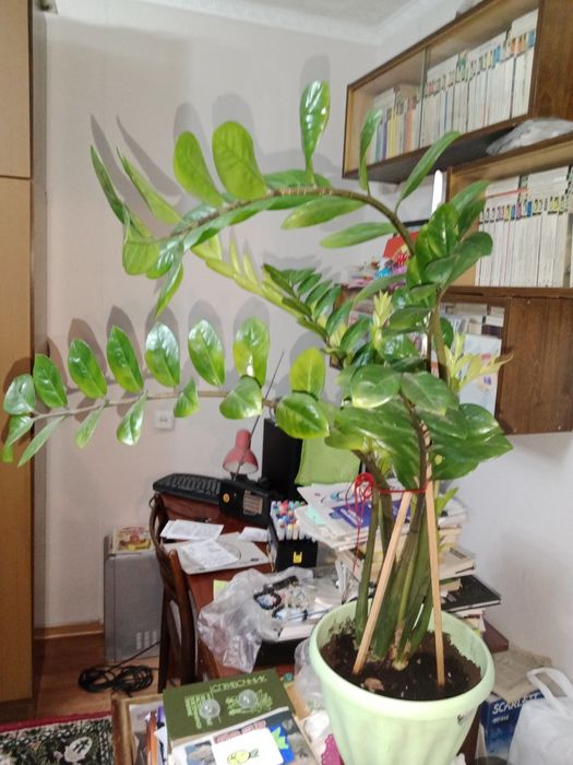 Продам долларовое дерево