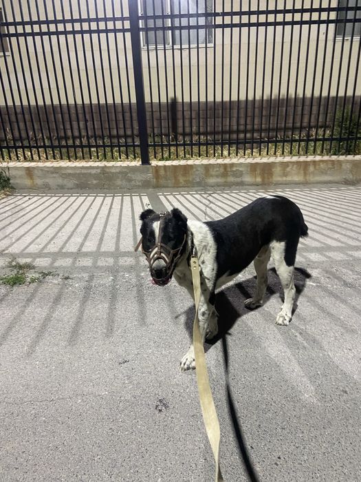 Алабай ,чемпион карабастыникүшігі