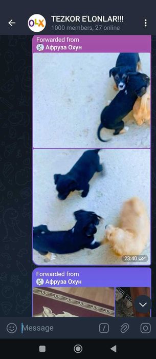 Собаки и щенки отдаются в ответственную семью