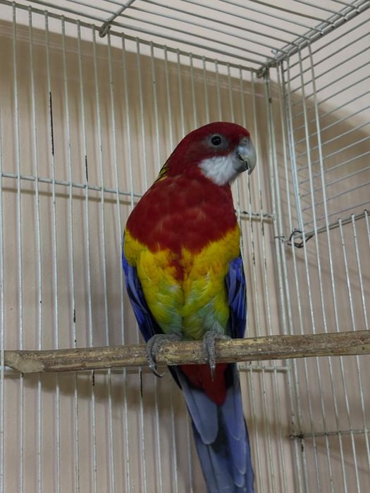 Розелла пёстрая самец