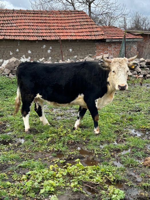 Продавам 3 Крави