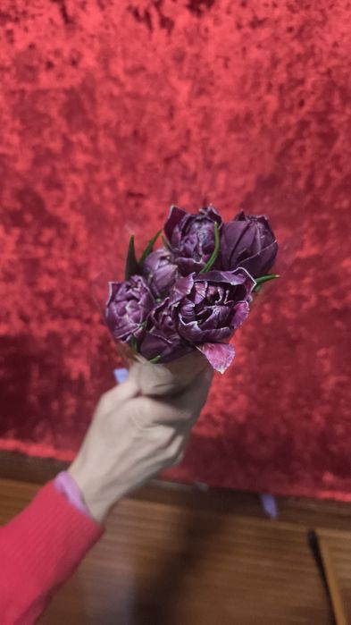 Тюльпаны галандские