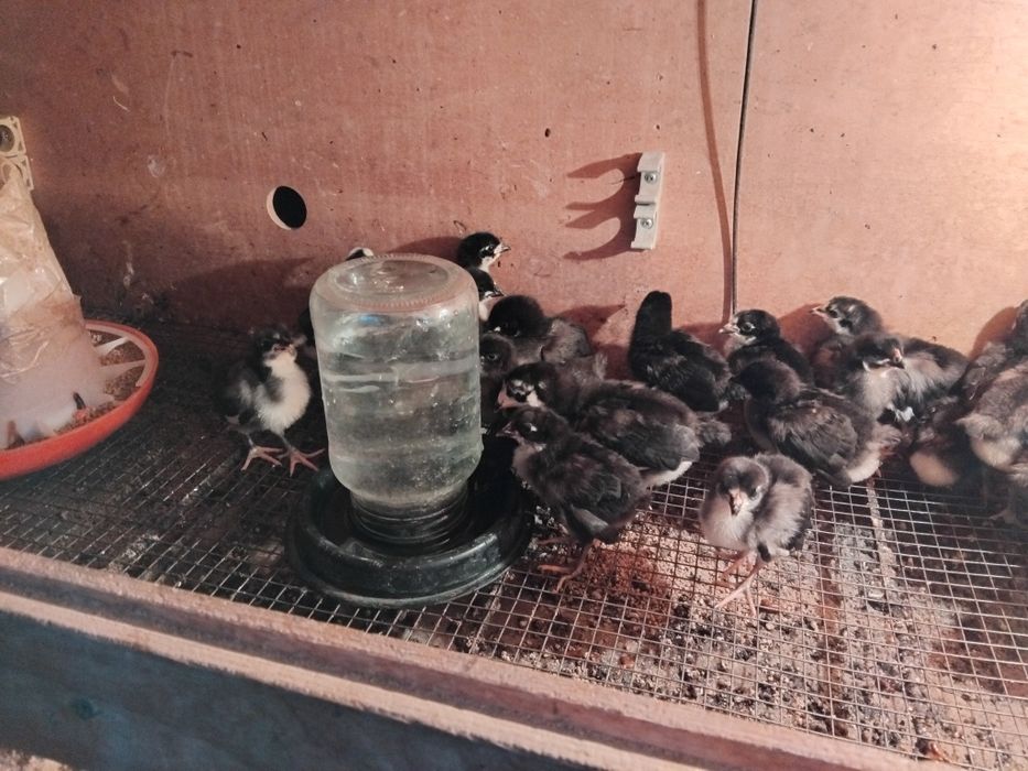 Балапандар сатылады