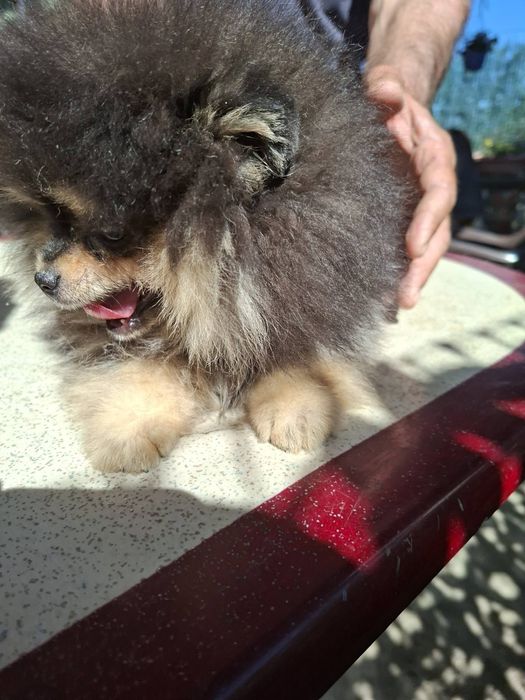 Померан момченце