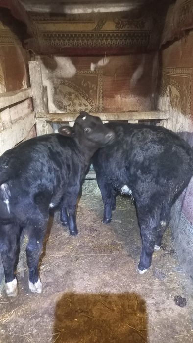 Первотёлка телята