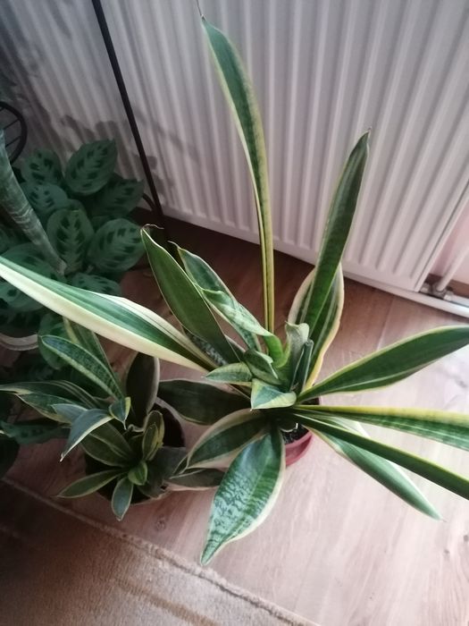 Стайни, саксийни цветя