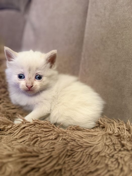 Отдам милых котят