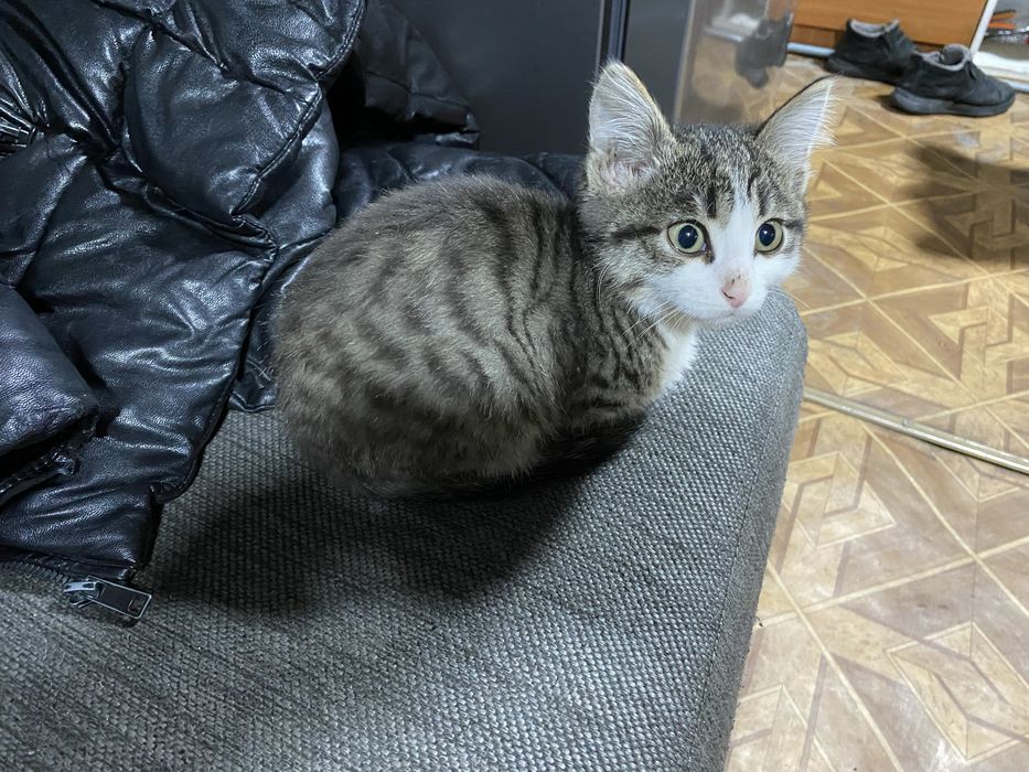 Отдам котёнка мальчик!