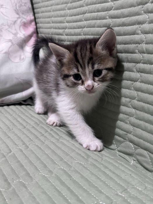 Отдам котят в добрые руки