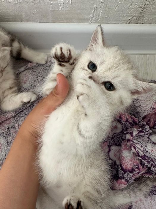 Катенок прямо ухо мальчик