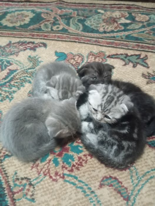 Продам котят вислоухие