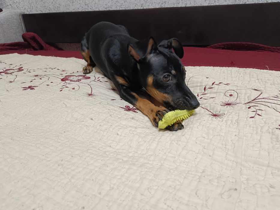 Продам девочку той терьера