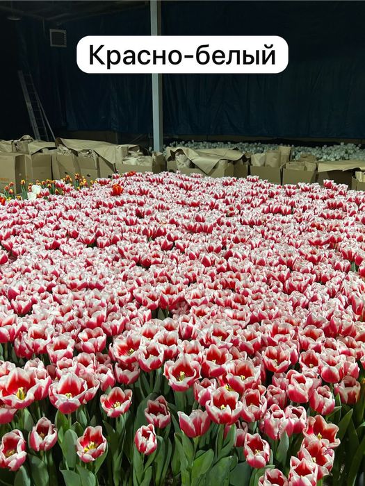 Тюльпаны оптом и в розницу!!!