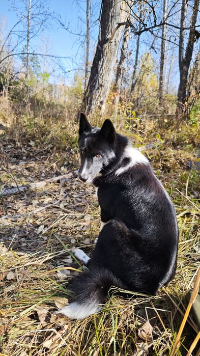 Продам щенков лайки