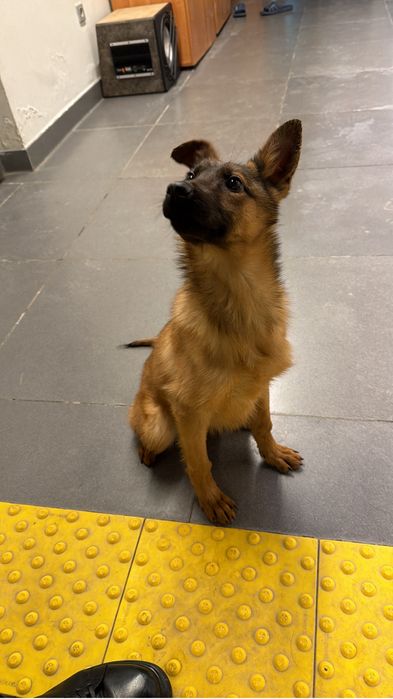 Щенок малинуа сука