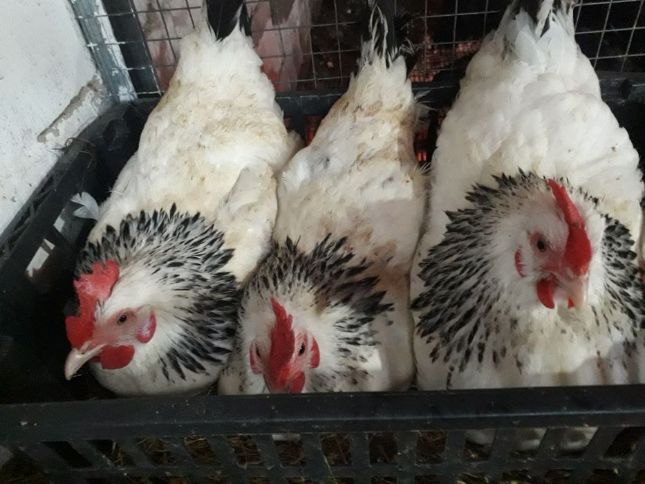 Продам курей и Петухов!