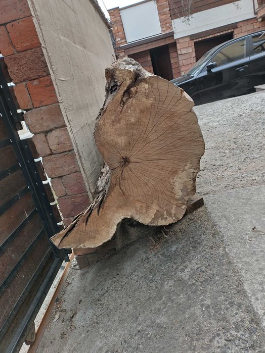 Trunchi/ buștean jugastru creț