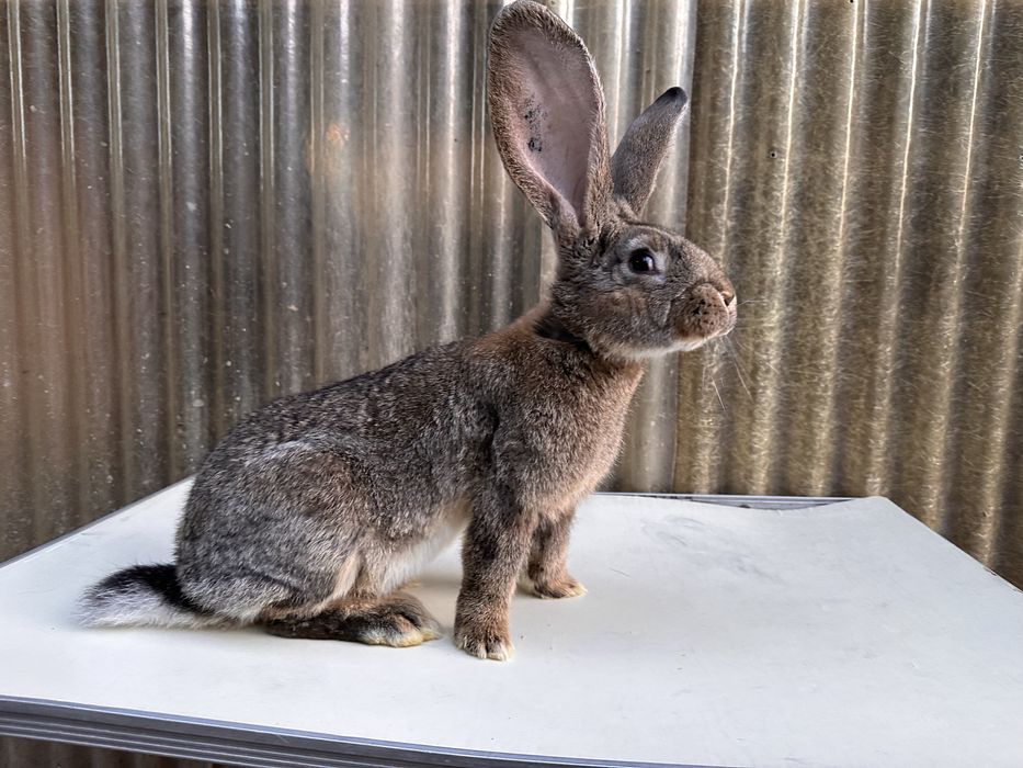 Iepuri uriaș german