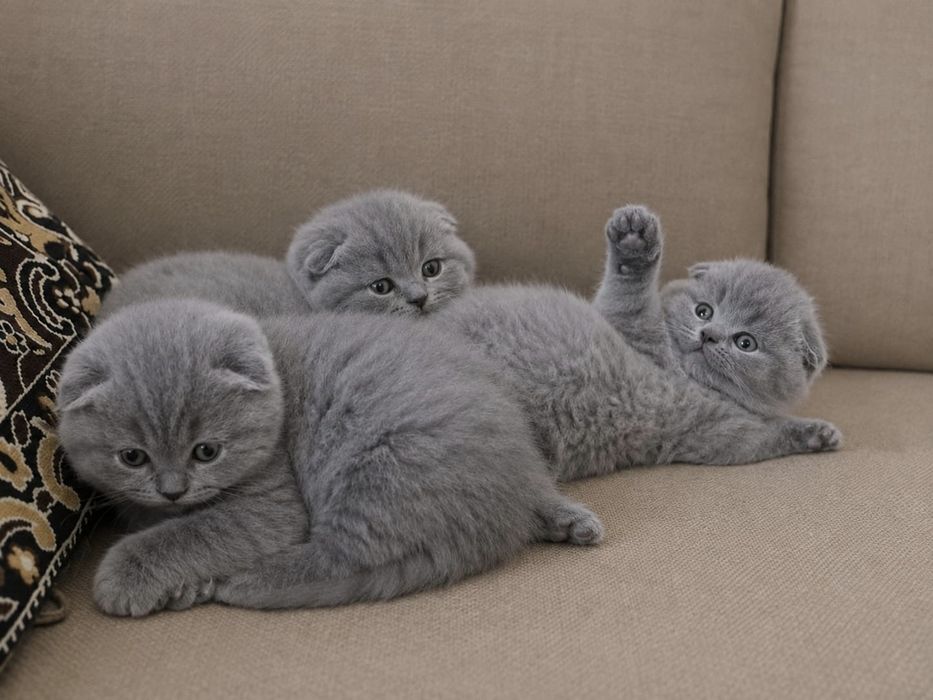 Шотландские котята