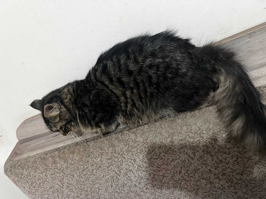 Meyn-kun (Maine Coon) zotli mushuk sotiladi