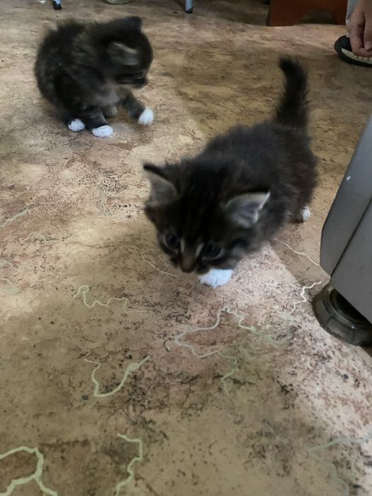 Котята очень красивые