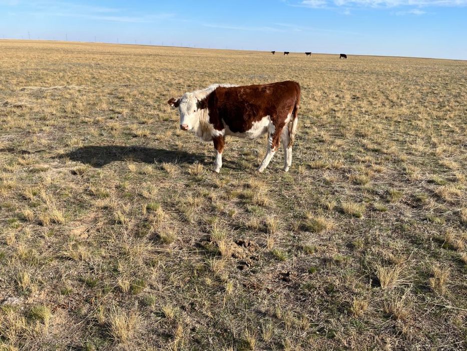 10 бас ургашы падсос