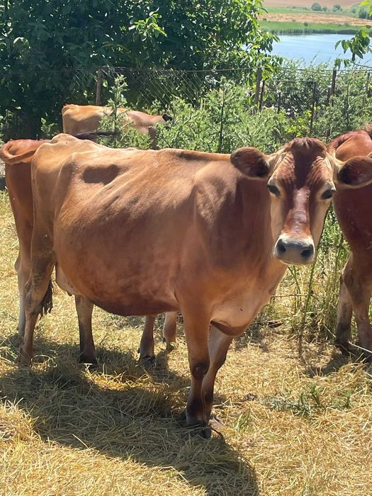 Vanzare- vaca rasa jersey