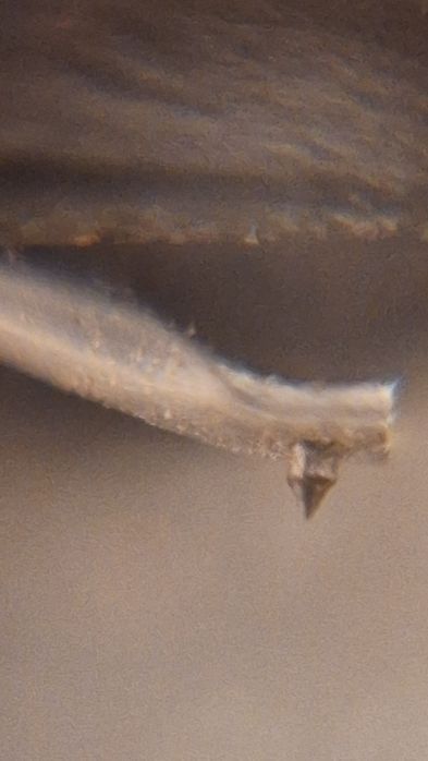 Pick up automatic Denon DP 21F