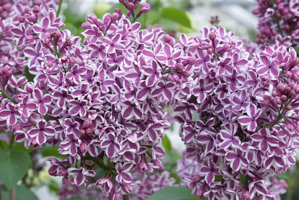 Люляк двуцветен (Сензация)
(„Сензация“)
(„Сензация“)