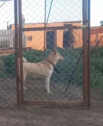 ЗСЛ ұрғашы сатылады