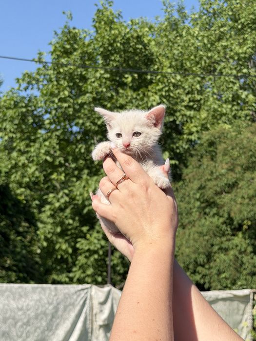 Котята бесплатно