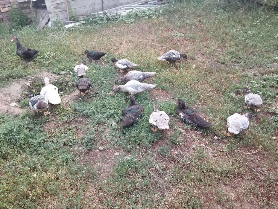 Утка продается Алматы