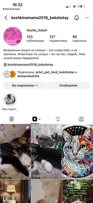 Котята бесплатно