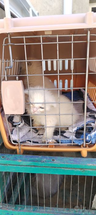 Продам Шотландских котят