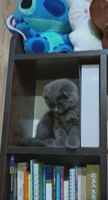 Котенок скотиш фолд