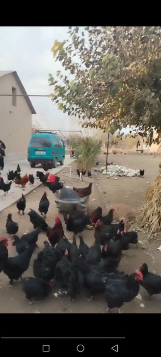 Andijon qora tovuq tuxumlari